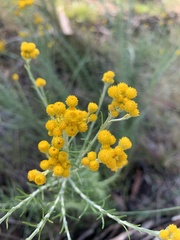 Chrysocephalum semipapposum