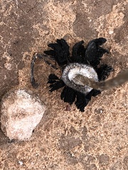 Montagnea arenaria