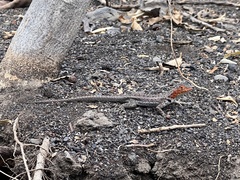 Microlophus albemarlensis