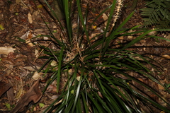 Lomandra spicata