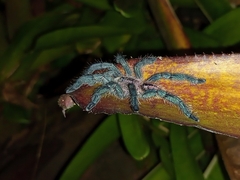 Pachistopelma rufonigrum