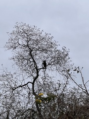 Buteo galapagoensis