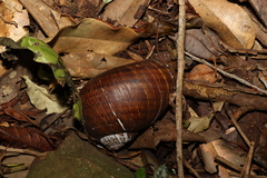 Hedleyella falconeri