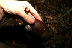 Hedleyella falconeri