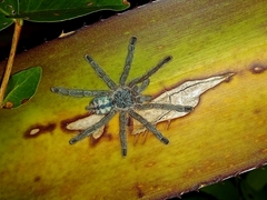Pachistopelma rufonigrum