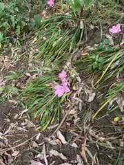 Zephyranthes carinata
