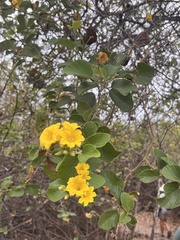 Cordia lutea