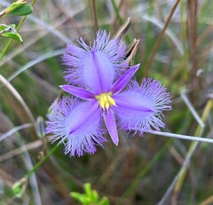 Thysanotus