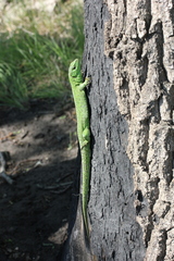 Lacerta agilis exigua