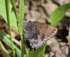 Callophrys polios