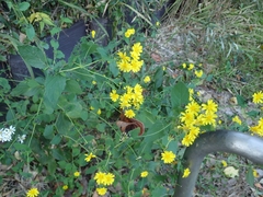 Crepidiastrum denticulatum