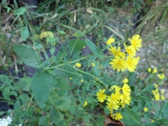 Crepidiastrum denticulatum
