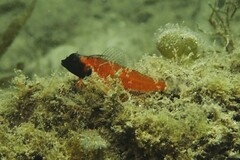 Enneapterygius atrogulare
