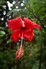 Hibiscus × archeri