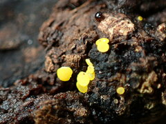 Calycina claroflava