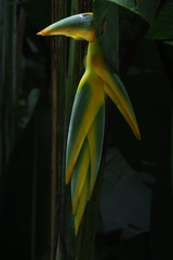 Heliconia chartacea