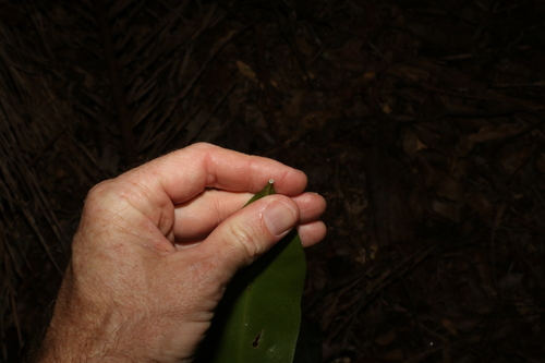 Image of Black Apple (Planchonella australis) by (c) Greg Tasney, some rights reserved (CC BY-SA)