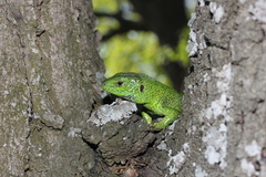 Lacerta agilis exigua