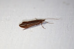 Psychoglypha bella