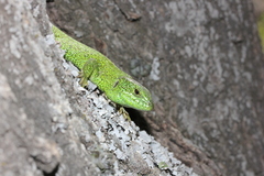 Lacerta agilis exigua