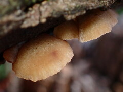 Crepidotaceae