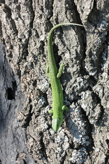 Lacerta agilis exigua