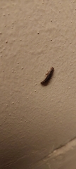 Dermestes