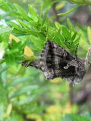 Cornutiplusia circumflexa