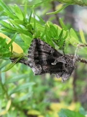 Cornutiplusia circumflexa