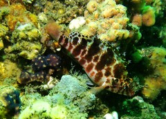 Cirrhitichthys aprinus