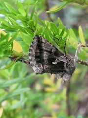 Cornutiplusia circumflexa