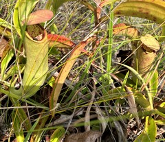 Nepenthes mirabilis
