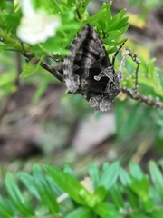 Cornutiplusia circumflexa