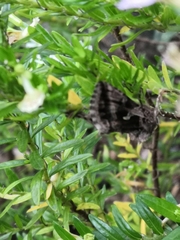 Cornutiplusia circumflexa