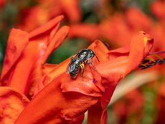 Lasioglossum viride