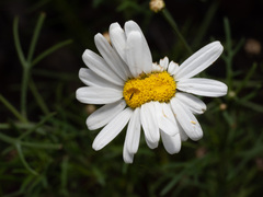 Argyranthemum