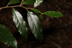 Alangium polyosmoides