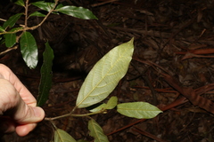 Alangium polyosmoides