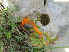 Phragmidium potentillae