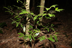 Alangium polyosmoides