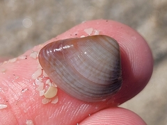 Anomalocardia cuneimeris