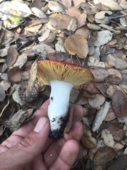 Russula californiensis