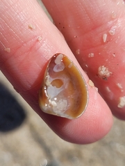 Anomalocardia cuneimeris