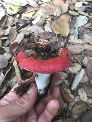 Russula californiensis