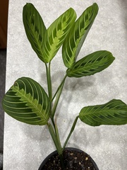 Maranta