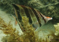 Chelmonops truncatus