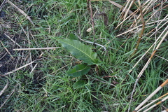 Rumex hydrolapathum