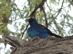 Lamprotornis australis