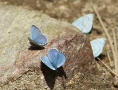 Celastrina