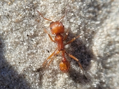 Pogonomyrmex comanche